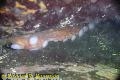 Chemainus Video